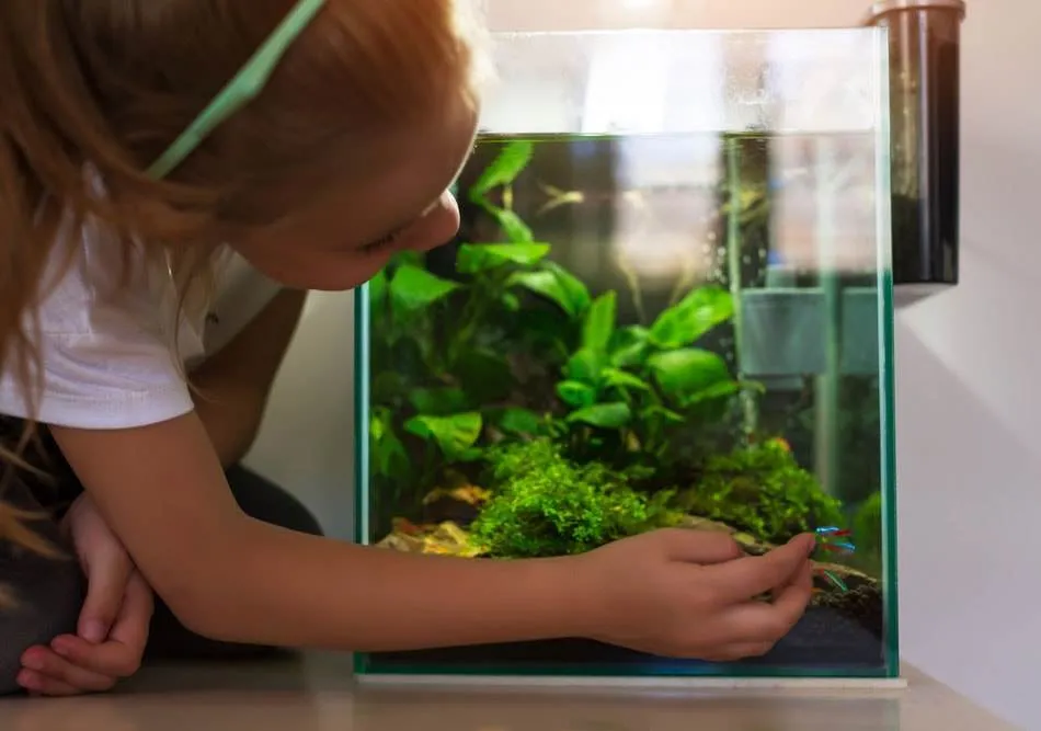 quels poissons pour nano aquarium