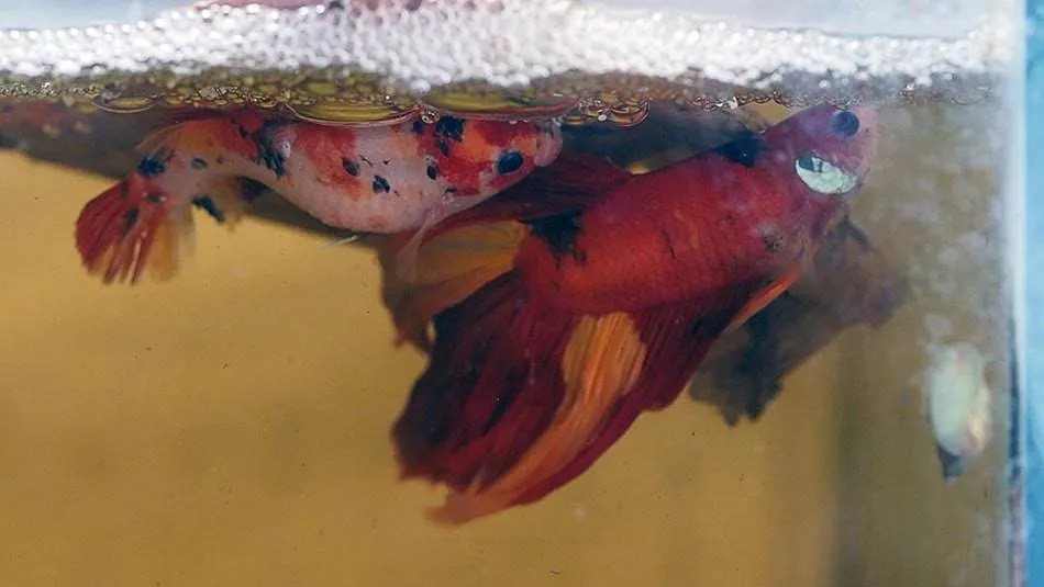 reproduction poisson combatant