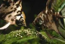 Les différents modes de reproduction chez les poissons reproduction scalaire