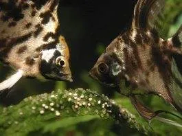 reproduction scalaire