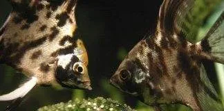 reproduction scalaire