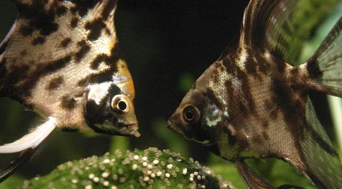 Les différents modes de reproduction chez les poissons reproduction scalaire