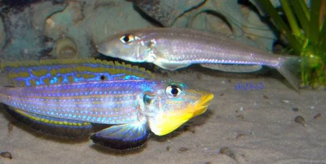 Enantiopus melanogenys