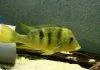Fiche du poisson Geophagus pellegrini Geophagus pellegrini