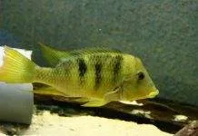 Fiche du poisson Geophagus pellegrini Geophagus pellegrini
