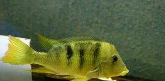 Geophagus pellegrini