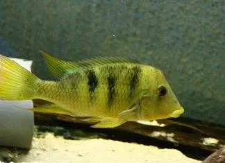 Geophagus pellegrini