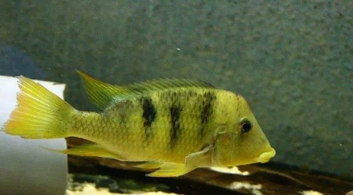Geophagus pellegrini
