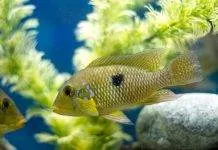 Fiche du poisson Geophagus brasiliensis Géophagus perlé du brésil
