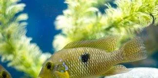 Géophagus perlé du brésil