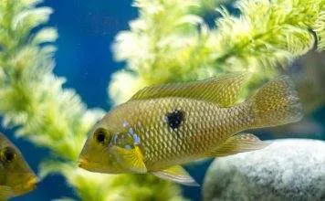 Géophagus perlé du brésil