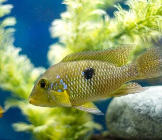 Géophagus perlé du brésil