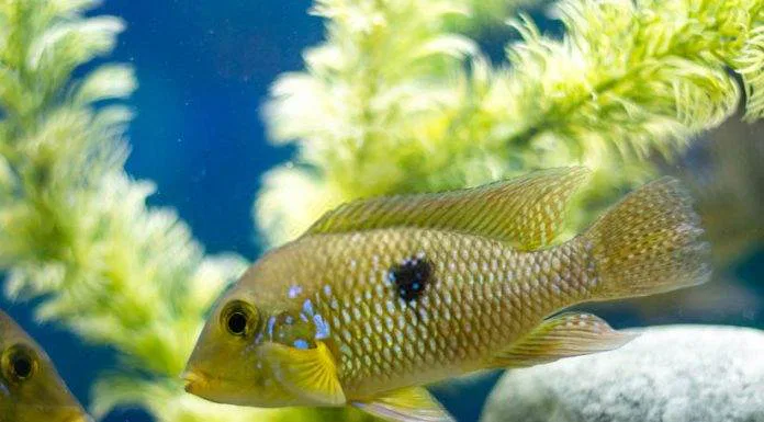 Géophagus perlé du brésil