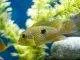Fiche du poisson Geophagus brasiliensis Géophagus perlé du brésil