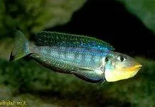 Fiche du poisson Enantiopus melanogenys Xenotilapia melanogenys