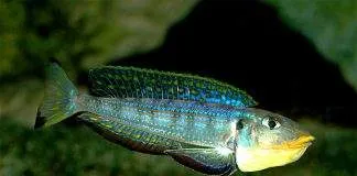 Xenotilapia melanogenys