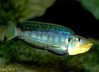 Xenotilapia melanogenys