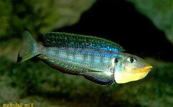 Fiche du poisson Enantiopus melanogenys Xenotilapia melanogenys