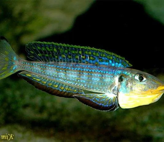 Xenotilapia melanogenys