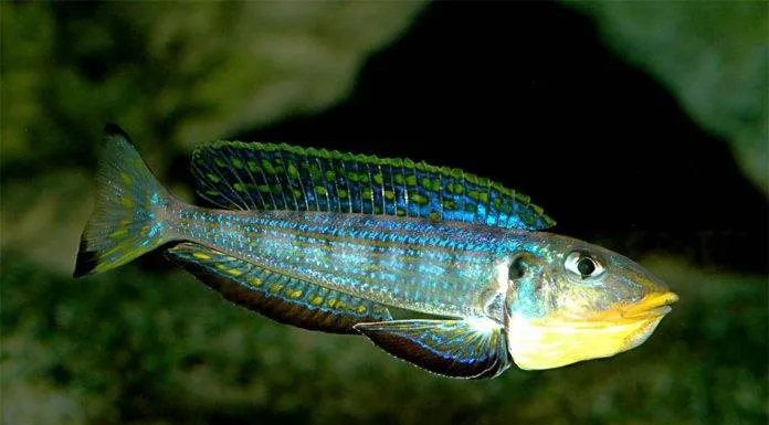 Xenotilapia melanogenys