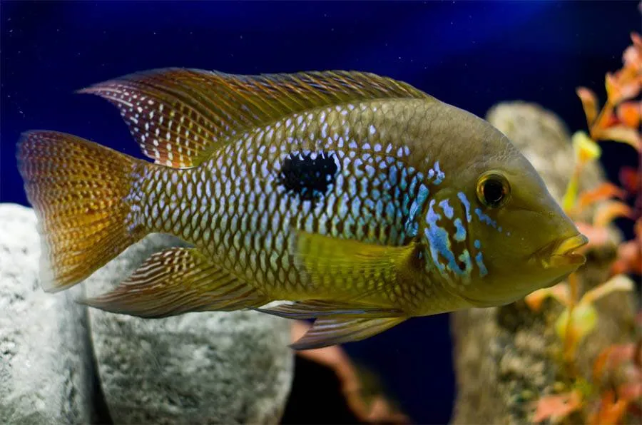 poisson Geophagus brasiliensis
