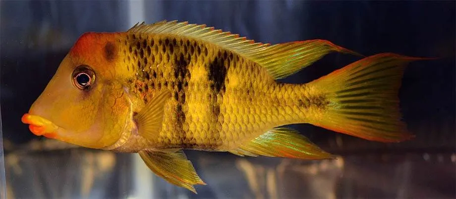 poisson Geophagus pellegrini