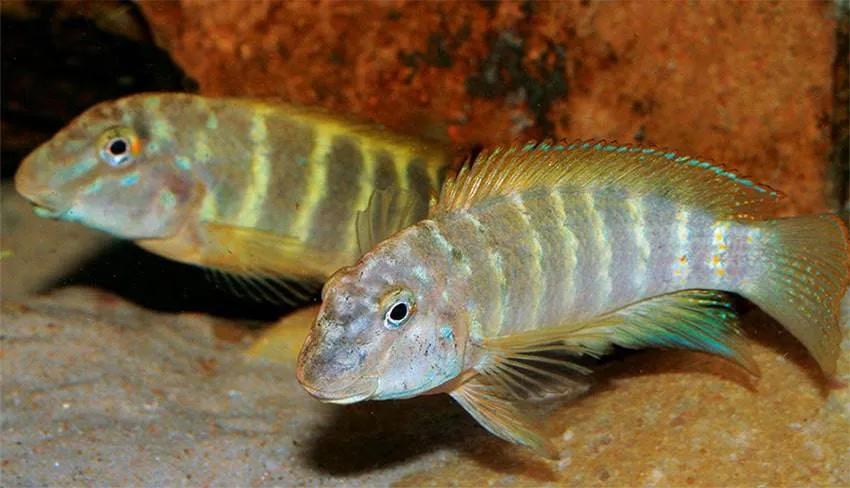 Eretmodus cyanostictus