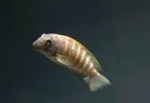 Fiche du poisson eretmodus cyanostictus poisson eretmodus cyanostictus