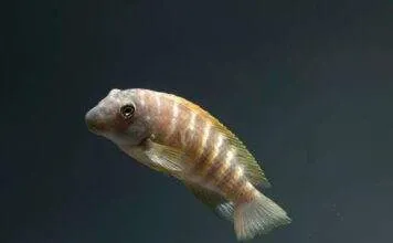poisson eretmodus cyanostictus