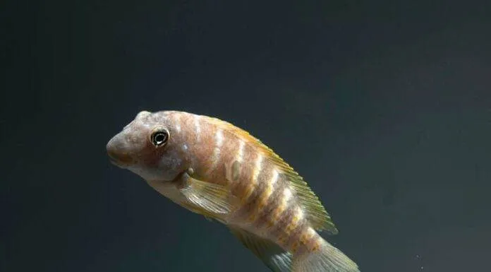 Fiche du poisson eretmodus cyanostictus poisson eretmodus cyanostictus