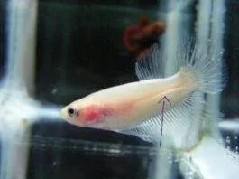 la vessie natatoire à différents stades de croissance d'un betta (1)