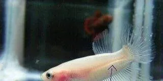 la vessie natatoire à différents stades de croissance d'un betta (1)