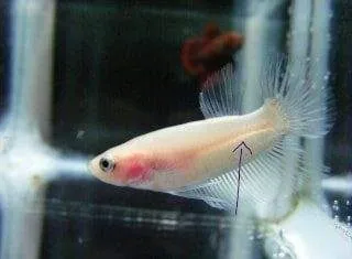 la vessie natatoire à différents stades de croissance d'un betta (1)