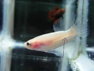 la vessie natatoire à différents stades de croissance d'un betta (1)