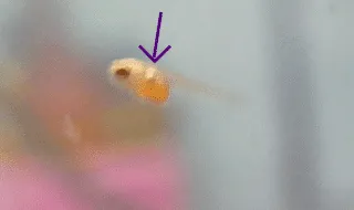 la vessie natatoire à différents stades de croissance d'un betta (1)