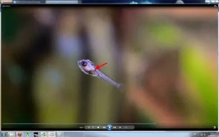 vessie natatoire alevin scalaire