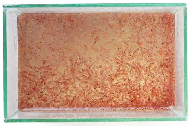 Méthode nouvelle d'élevage de nauplies d'artémias