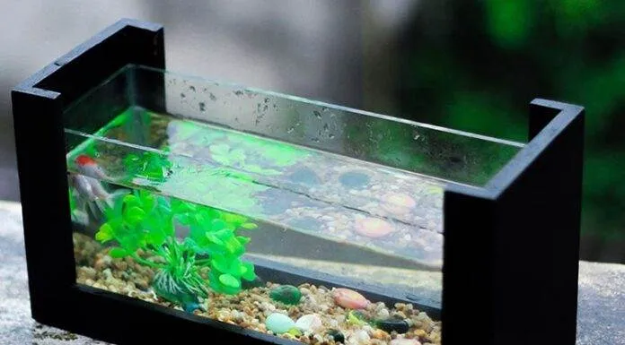 dureté de l'eau en aquarium