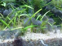 Pour se débarrasser des algues bleues