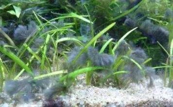 Pour se débarrasser des algues bleues Pour se débarrasser des algues bleues