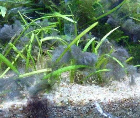 Pour se débarrasser des algues bleues