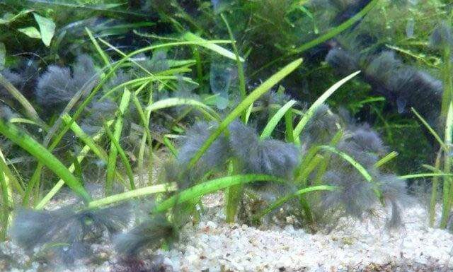 Pour se débarrasser des algues bleues