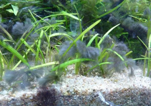 Pour se débarrasser des algues bleues