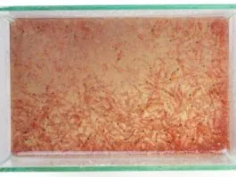 élevage de nauplies d'artémias