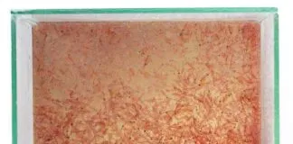 élevage de nauplies d'artémias