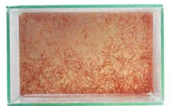 élevage de nauplies d'artémias