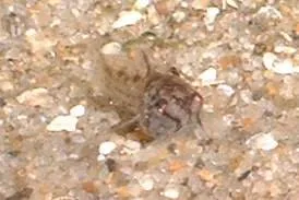 Alevins ; 10e jours (2)