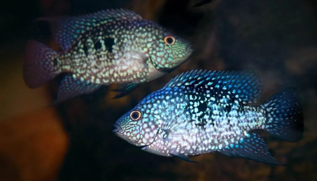 Herichthys carpintis (1)