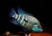 Fiche du poisson Herichthys carpintis Herichthys carpintis (2)