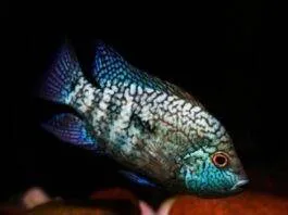 Herichthys carpintis (2)